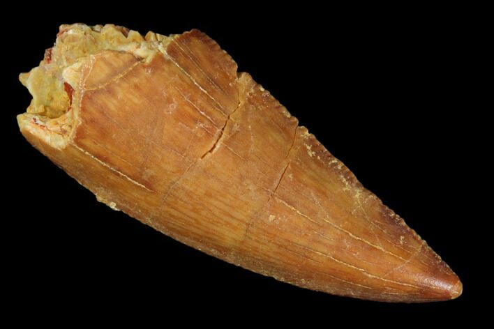 Raptor Tooth - Real Dinosaur Tooth #102692